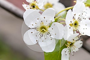 Blooming pear tree in spring. Close up. Selective focus