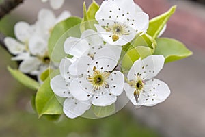 Blooming pear tree in spring. Close up. Selective focus