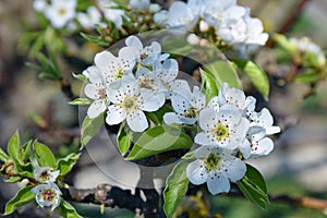 Blooming Pear Tree in Springtime Close Up Portrait