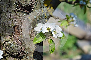 Blooming Pear Tree in Springtime Portrait
