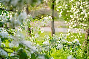 Blooming pear tree. White lush flowers on a pear tree. Spring time in Prague, Europe