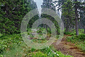 Blooming peat bog under large lake in Jesenik mountains. While plant is Eriophorum vaginatum