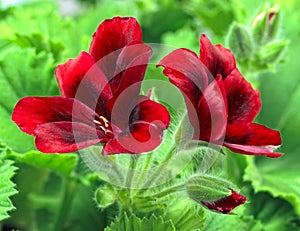 Blooming pelargonia