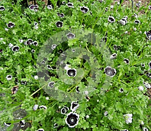 Blooming Penny Black Nemophila flowers.