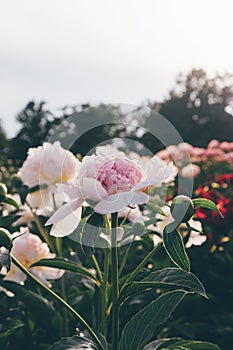 Blooming peonies in the garden.