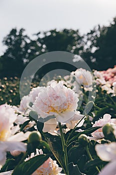 Blooming peonies in the garden.