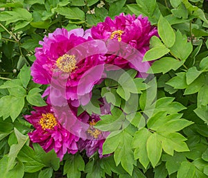 Blooming peony