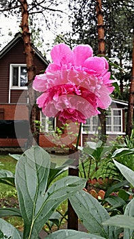 Blooming peony.