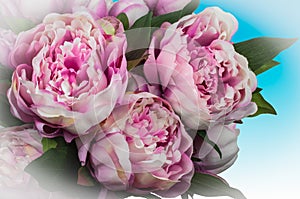 Blooming peony bouquet with pink flowers. photo