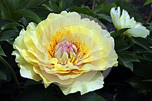 blooming peony flower - ITO-hybrid of the Garden Treasure variety in the evening garden