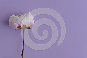 Blooming peony flower on purple background