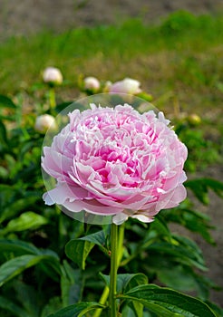Blooming peony in the garden
