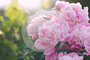Blooming peony plant with beautiful pink flowers outdoors on sunny day, closeup. Space for text