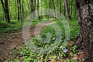 Blooming periwinkle in forest