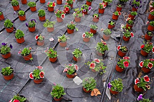 Blooming petunia in greenhouse