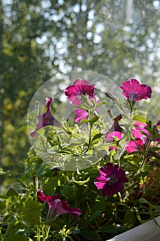 Blooming petunia grow in flower pot. A lot of beautiful flowers would make your balcony a small urban garden