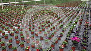 Blooming petunia seedlings in small pots growing in greenhouse
