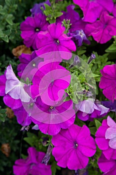 Blooming petunias on the flower bed. Close up view lots of petunia flowers