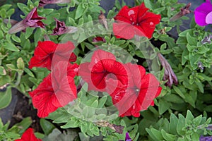 Blooming petunias on the flower bed. Close up view lots of petunia flowers