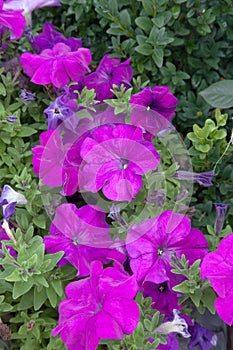 Blooming petunias on the flower bed. Close up view lots of petunia flowers