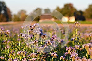 A blooming phacelia field in autumn