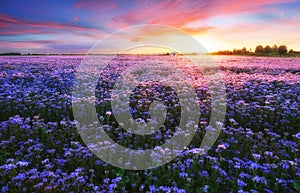 Blooming phacelia flowers purple field under the red colors of the summer sunset. Agriculture farm nature landscape