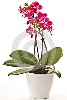 Blooming phalaenopsis