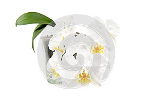 Blooming phalaenopsis amabilis with yellow tongues known as white moth in a glass pot isolated on white, studio shot