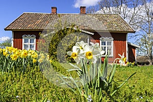 Blooming Pheasant's-eye daffodil flowers in a garden at spring