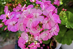 Blooming Phlox flower of rich pink color