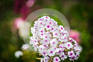 Blooming phlox in the garden. Shot on vintage lens with high vignette. Shallow depth of field