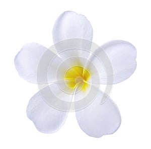 Blooming phumelia or Champa flower or Hawai flower  isolated with clipping path on white background