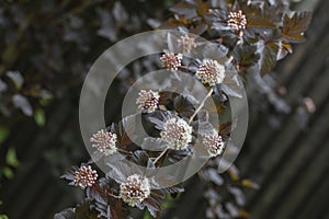 Blooming Physocarpus opulifolius bush