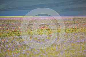 Blooming in Piano Grande of Castelluccio di Norcia, Monti SIbillini NP, Umbria, Italy