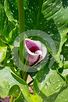 Blooming Picasso calla flower against a background of green leaves. Growing calla lilies in the garden