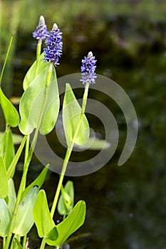 Blooming pickerelweed (Pontederia cordata) water plant in the ga photo