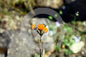 Kvetoucí Pilosella aurantiaca
