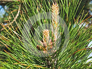 Blooming Pine branch closeup.Pinus Sylvestris