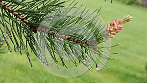 A blooming pine branch sways in the wind in the rain