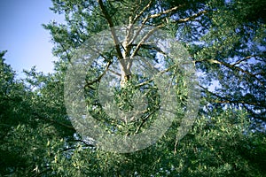 Blooming pine in the spring. New pine cone sprout on branches of pine tree