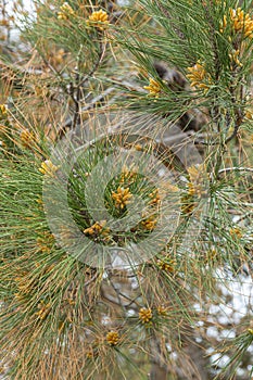 Blooming pine tree branch in sun light. Green Pine branches with yellow pollen cones