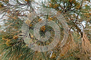 Blooming pine tree branch in sun light. Green Pine branches with yellow pollen cones