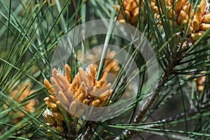 Blooming pine tree at spring season photo