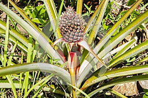 Blooming Pineapple Plant In a Garden
