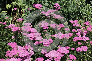 Blooming pink Achillea Millefolium, Montrose Rose, Common Yarrow growing in a lush, garden in Hales Corners, Wisconsin