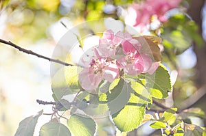 Blooming pink Apple tree