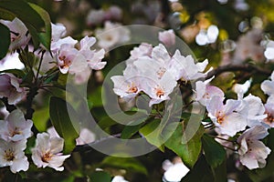 Blooming pink apple tree. Tender background