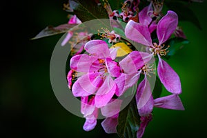 Blooming pink appletree