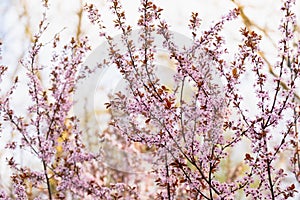 Blooming pink apricot tree in the park. Beautiful wallpaper for design.