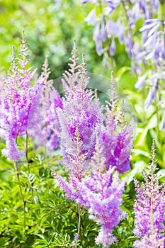 Blooming pink Astilba Arends ,, Amethyst ,, lat. Astilbe arend